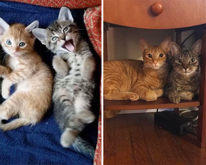 Ziggy (Left) And Marcel (Right)