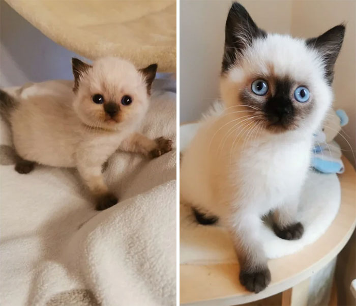 Casper At 3 And 13 Weeks Old