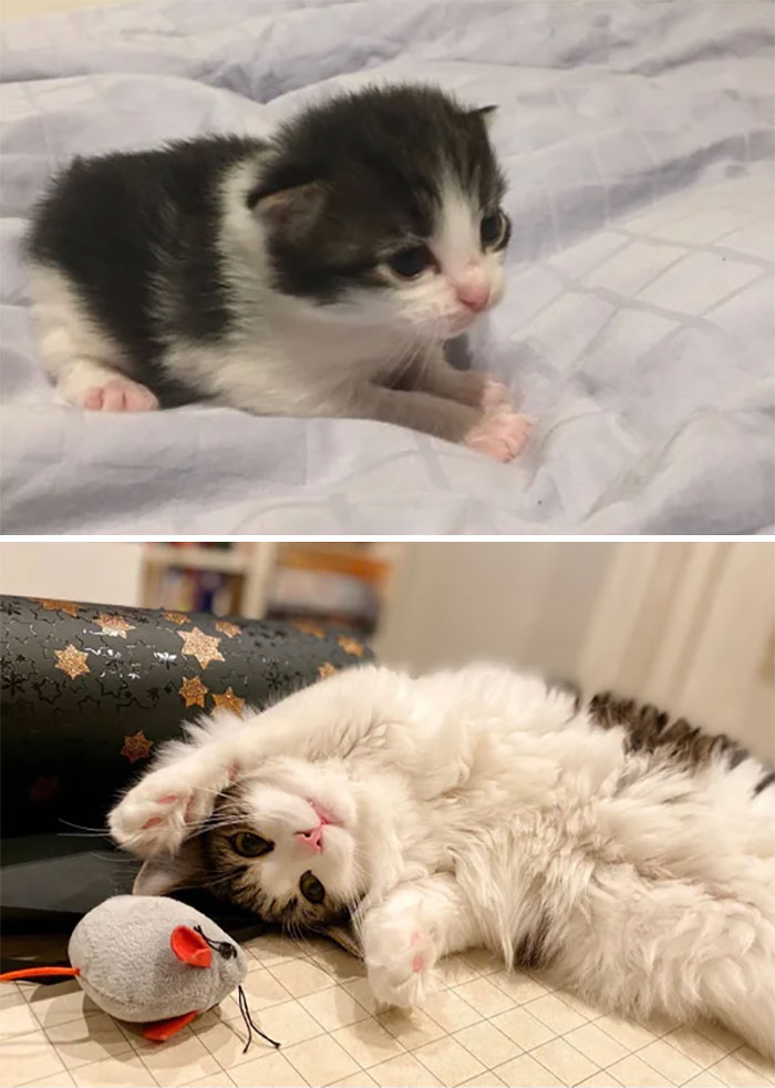 Smol Mio Grew Fluffy