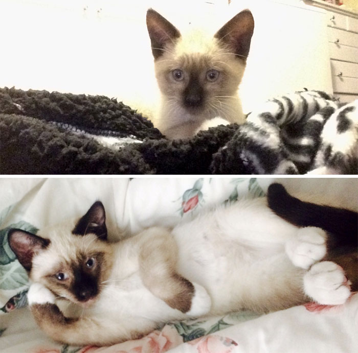 First Day Home, To Sassy Boi Who Runs The House