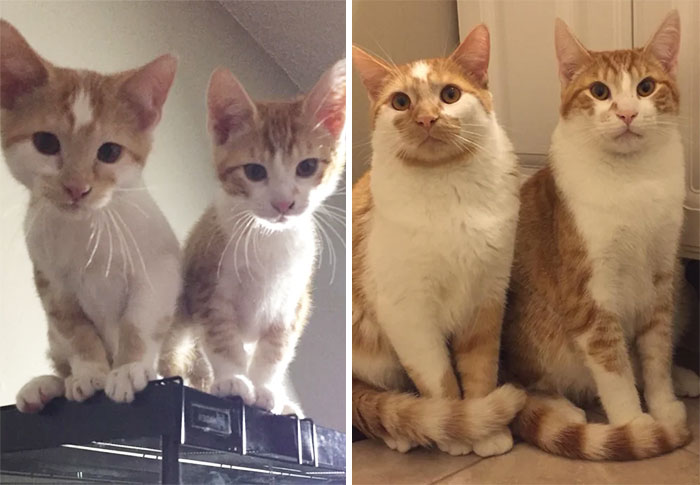 My Cats Grew Up And Lost Their Necks