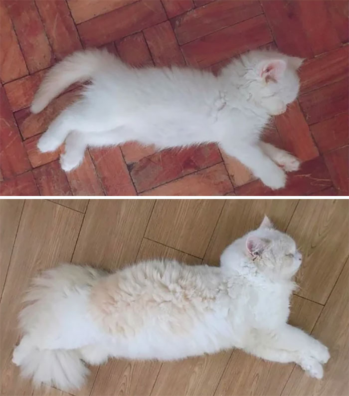 Then And Now, From A Smol Napper To A Professional Napper. 2018 And 2020