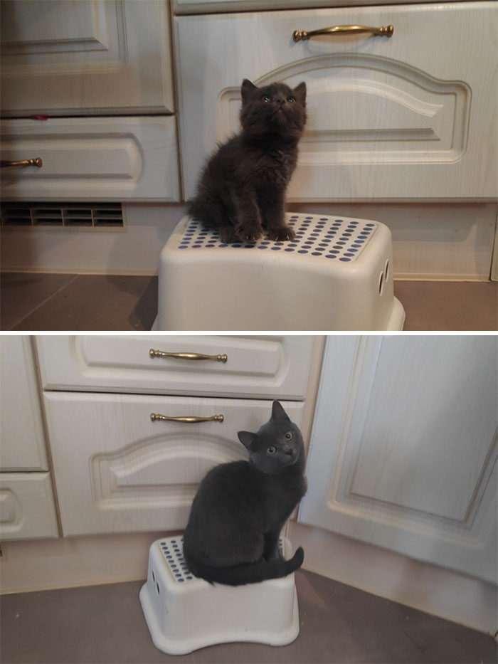 Just Rescued To A Few Months Old