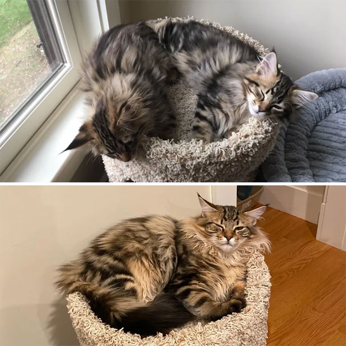 Unfortunately They Can Only Fit One At A Time Now, So They Have To Take Turns