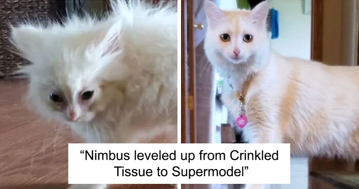 50 Before & After Pics Of Tiny Kittens Turning Into Beautiful Cats (New Pics)