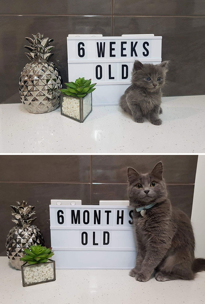 The Day We Adopted To Now