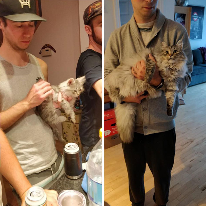 From Tiny Boy To Big Floof In 5 Months