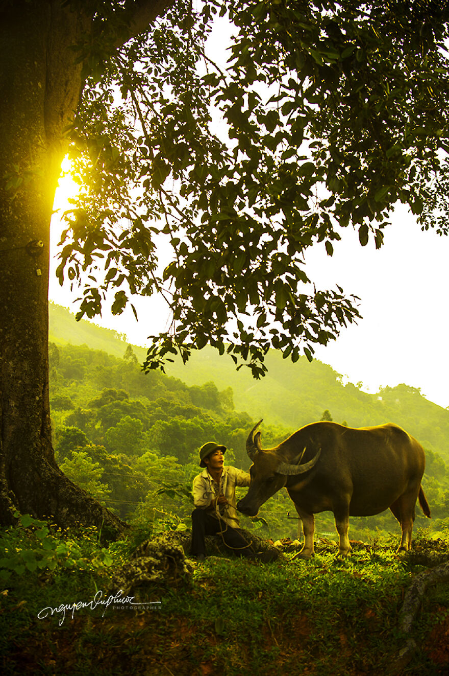 My 29 Pictures That Show The Relationship Between Buffalos And Vietnamese Farmers