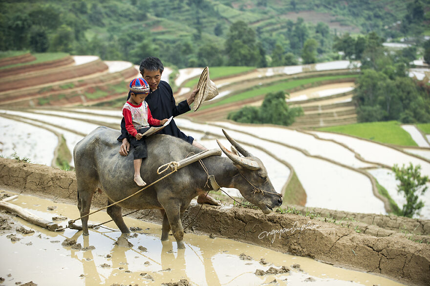 My 29 Pictures That Show The Relationship Between Buffalos And Vietnamese Farmers