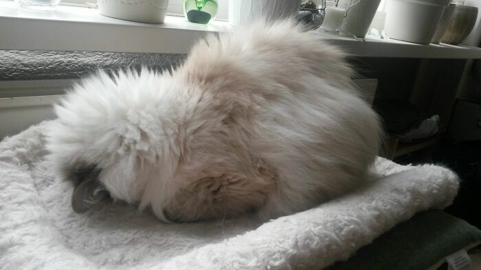 Cleo Likes To Sleep Face-Down