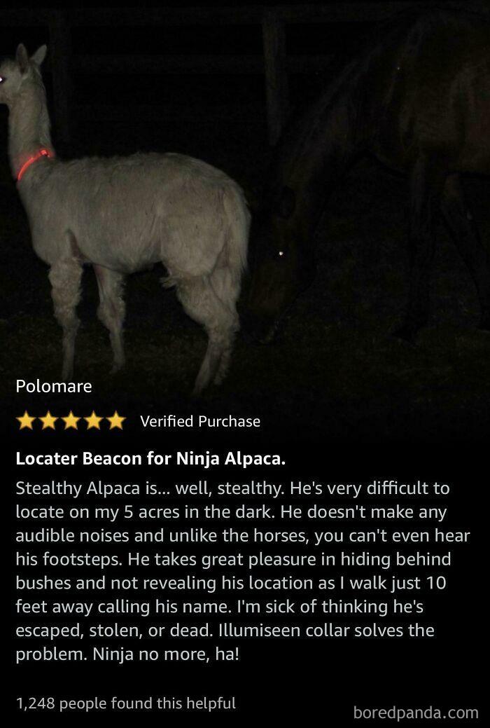 Found Last Night When Shopping For A LED Collar For Dog