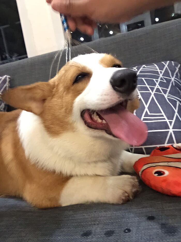 Corgi Gives His Owners And The Entire Internet A Mini Heart Attack After He Rolls Around In Red Syrup And Rests In The Mess Corgi Gives His Owners And The Entire Internet A Mini Heart Attack After He Rolls Around In Red Syrup And Rests In The Mess