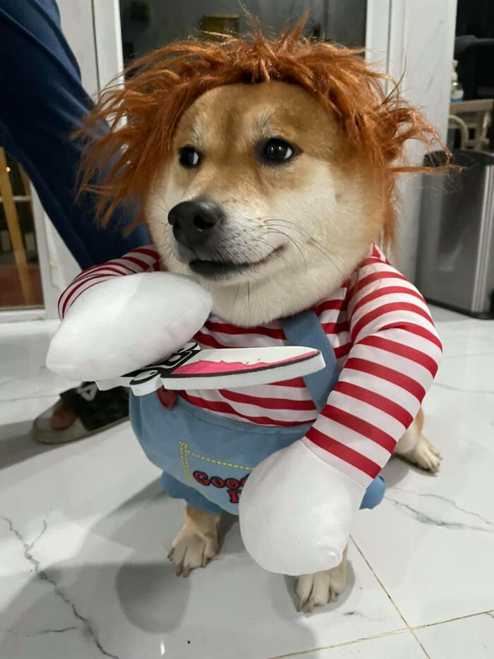 Corgi Gives His Owners And The Entire Internet A Mini Heart Attack After He Rolls Around In Red Syrup And Rests In The Mess