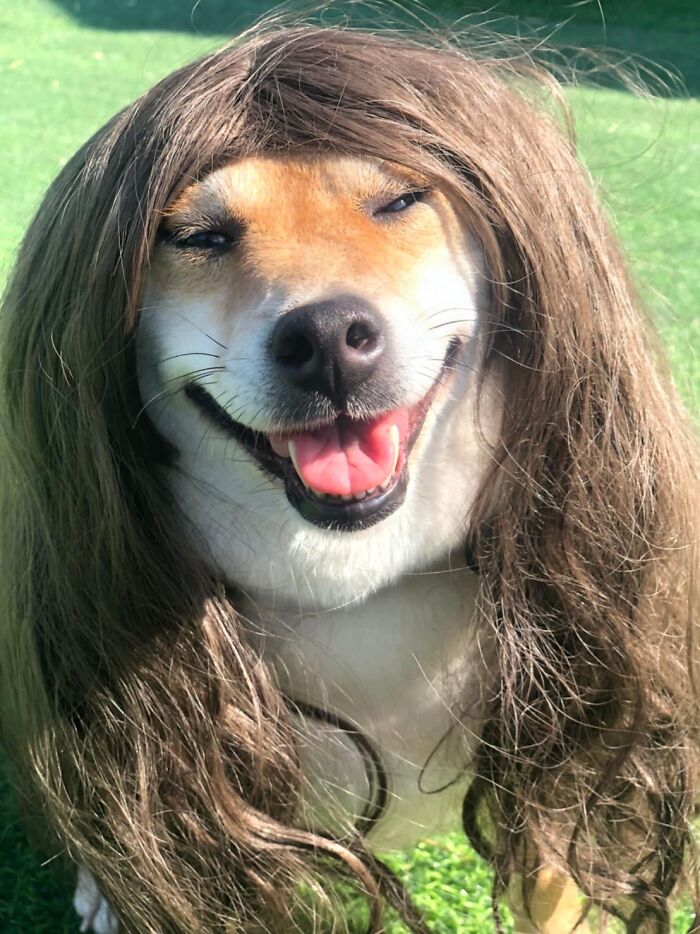 Corgi Gives His Owners And The Entire Internet A Mini Heart Attack After He Rolls Around In Red Syrup And Rests In The Mess Corgi Gives His Owners And The Entire Internet A Mini Heart Attack After He Rolls Around In Red Syrup And Rests In The Mess