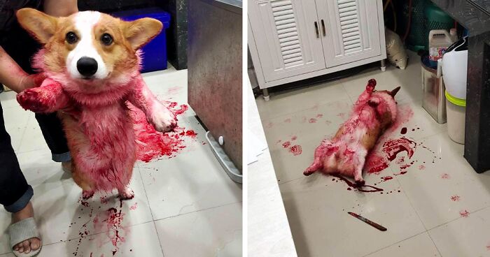 Corgi Gives His Owners And The Entire Internet A Mini Heart Attack After He Rolls Around In Red Syrup And Rests In The Mess