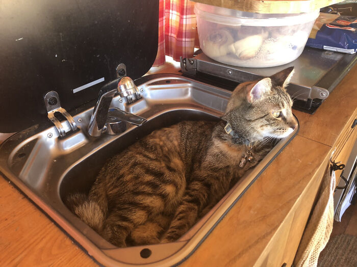 Refusing To Come Back Home Without Their Adopted Cat, UK Couple Gets Stuck In Mexico For A Whole Year Refusing To Come Back Home Without Their Adopted Cat, UK Couple Gets Stuck In Mexico For A Whole Year