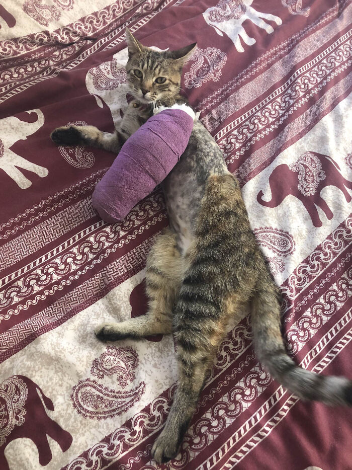 Refusing To Come Back Home Without Their Adopted Cat, UK Couple Gets Stuck In Mexico For A Whole Year Refusing To Come Back Home Without Their Adopted Cat, UK Couple Gets Stuck In Mexico For A Whole Year