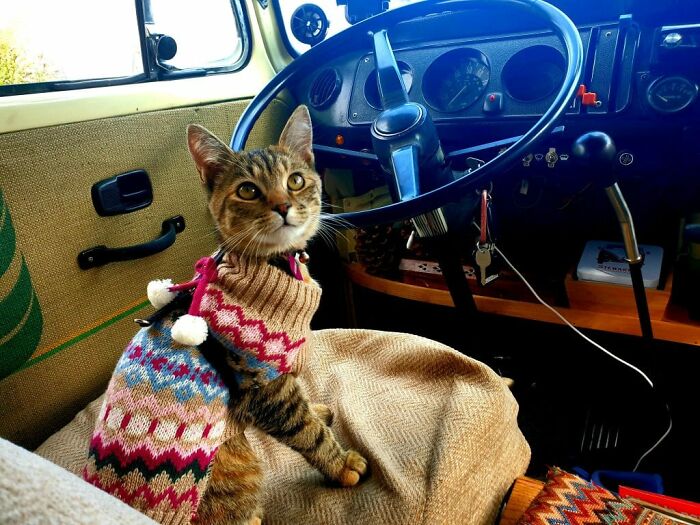 Refusing To Come Back Home Without Their Adopted Cat, UK Couple Gets Stuck In Mexico For A Whole Year Refusing To Come Back Home Without Their Adopted Cat, UK Couple Gets Stuck In Mexico For A Whole Year