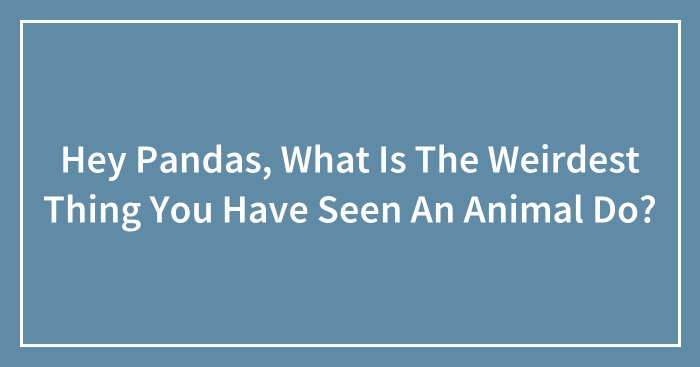 Hey Pandas, What Is The Weirdest Thing You Have Seen An Animal Do? (Closed)