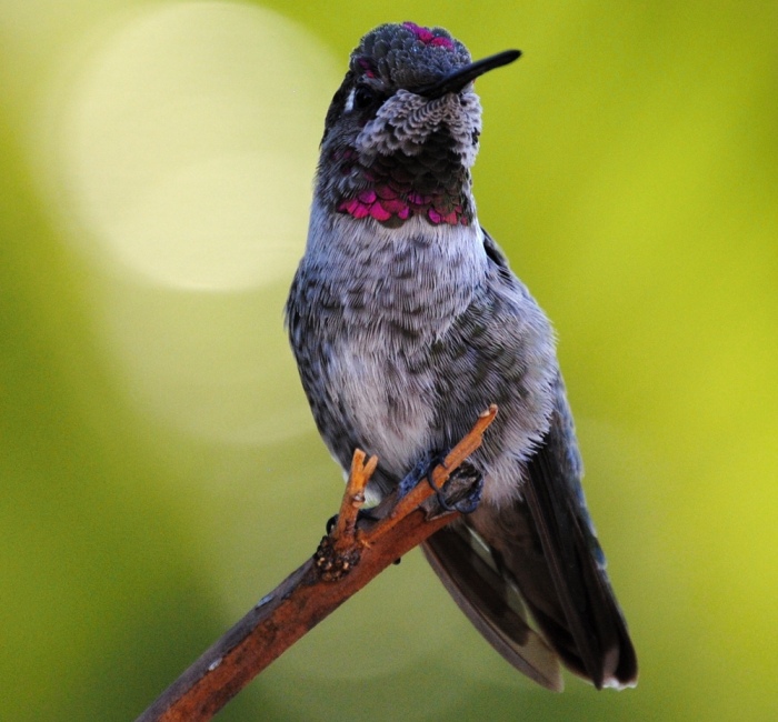 Hey Pandas, Share Your Best Picture Taken During The Lockdown (Closed)