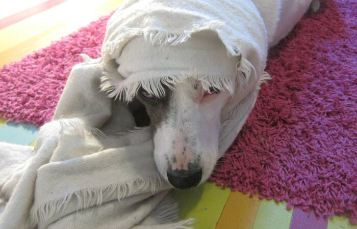 Hey Pandas, Post A Photo Of Your Dog Being Grumpy (Closed)