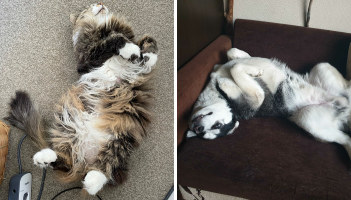 Hey Pandas, Capture A Picture Of Your Pet Sleeping (Closed)