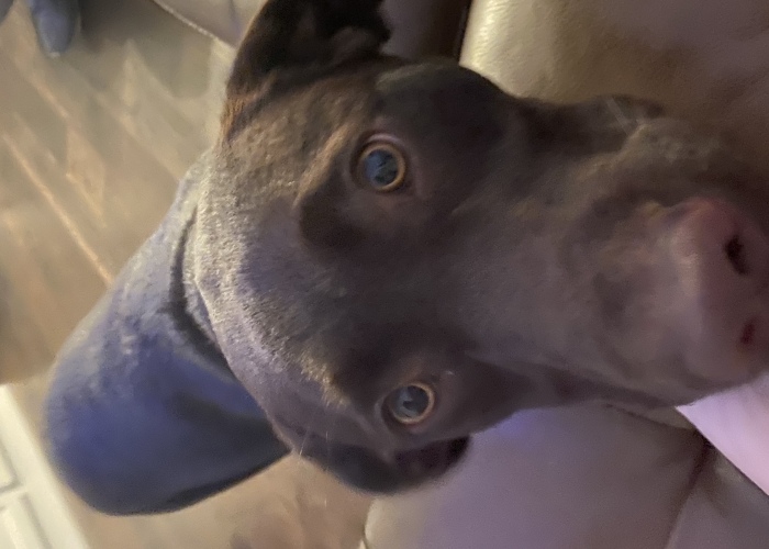 Pandas, Draw My Dog (Closed)