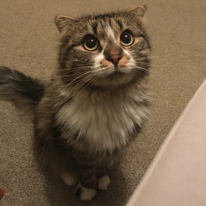 Hey Pandas, Post The Cutest Photo Of Your Cat (Closed)