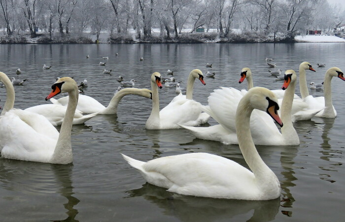 Hello Pandas, Share Your Favorite Winter Landscape With Interesting Color Accents (Closed)