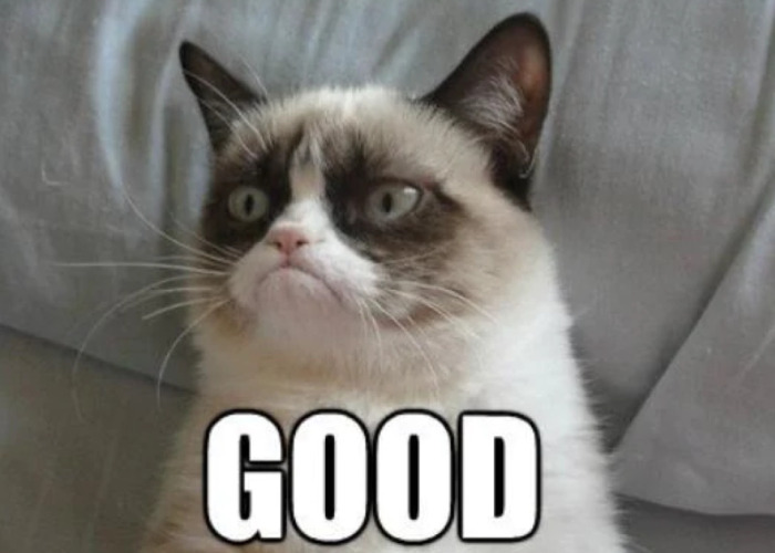 Hey Pandas, Create A Grumpy Cat Meme (Closed)