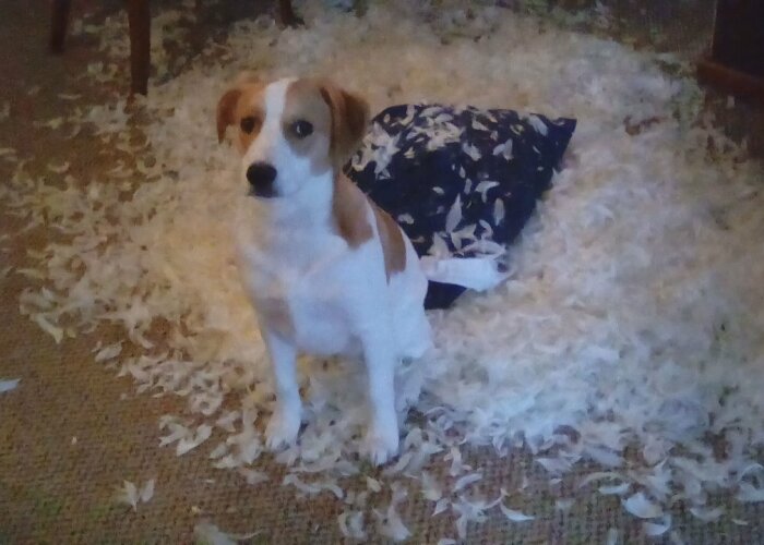 Hey Pandas, Share A Pic Of Your Pet Destroying Something