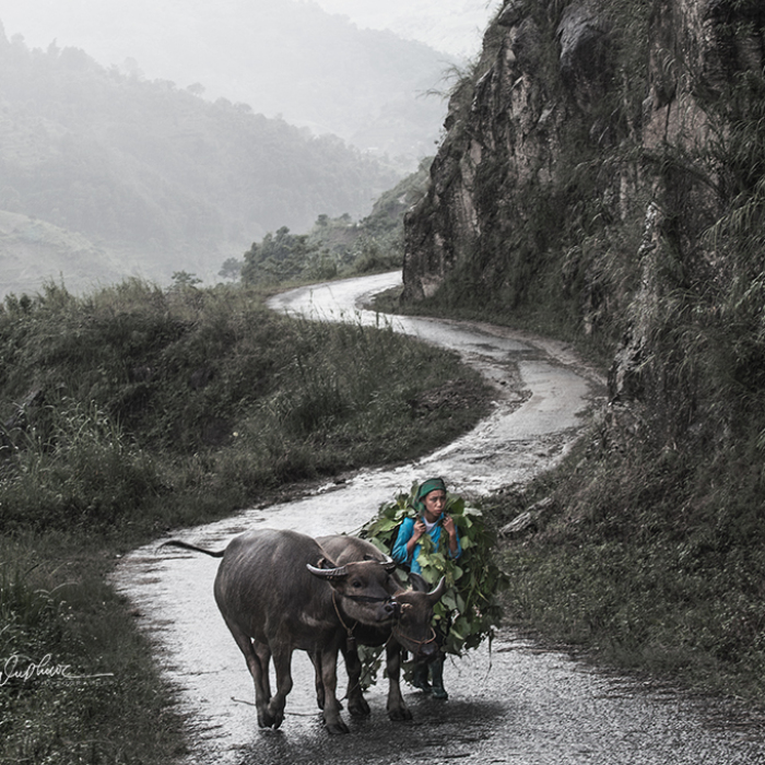 My 29 Pictures That Show The Relationship Between Buffalos And Vietnamese Farmers