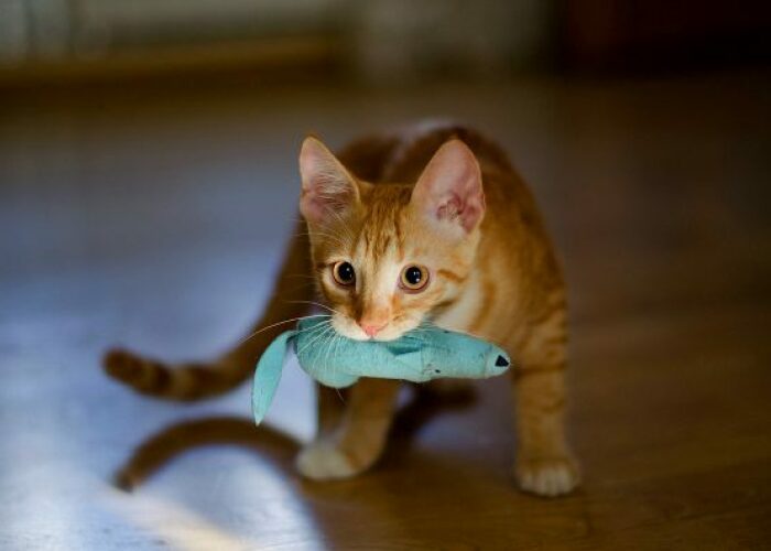 Hey Pandas, Post Your Cat Or Dog’s Funny Moments (Closed)