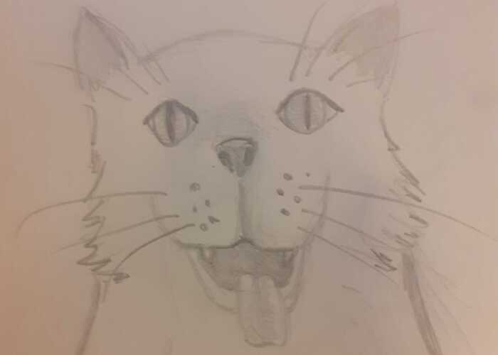 Pandas, Imagine A Made-Up Animal And Draw It