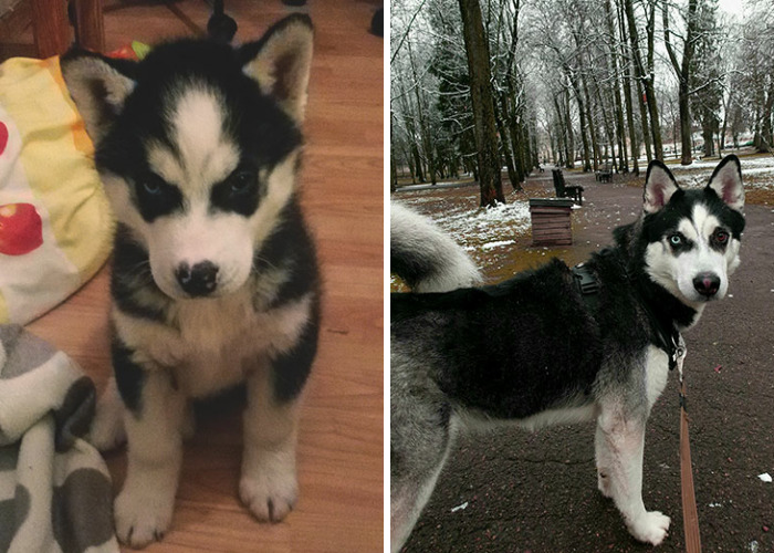 Hey Pandas, Post A Picture Of Your Pet When You First Got Them And Of Your Pet Now (Closed)