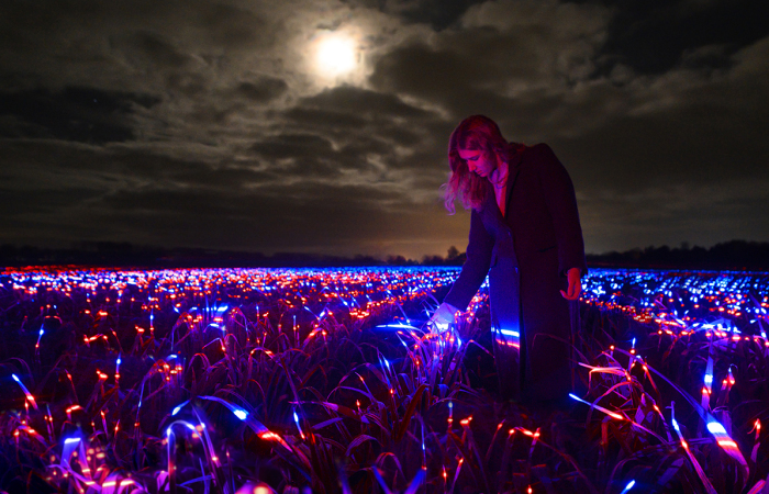My Project Transforms 20,000 Square Meters Of Leek Into A Dreamscape