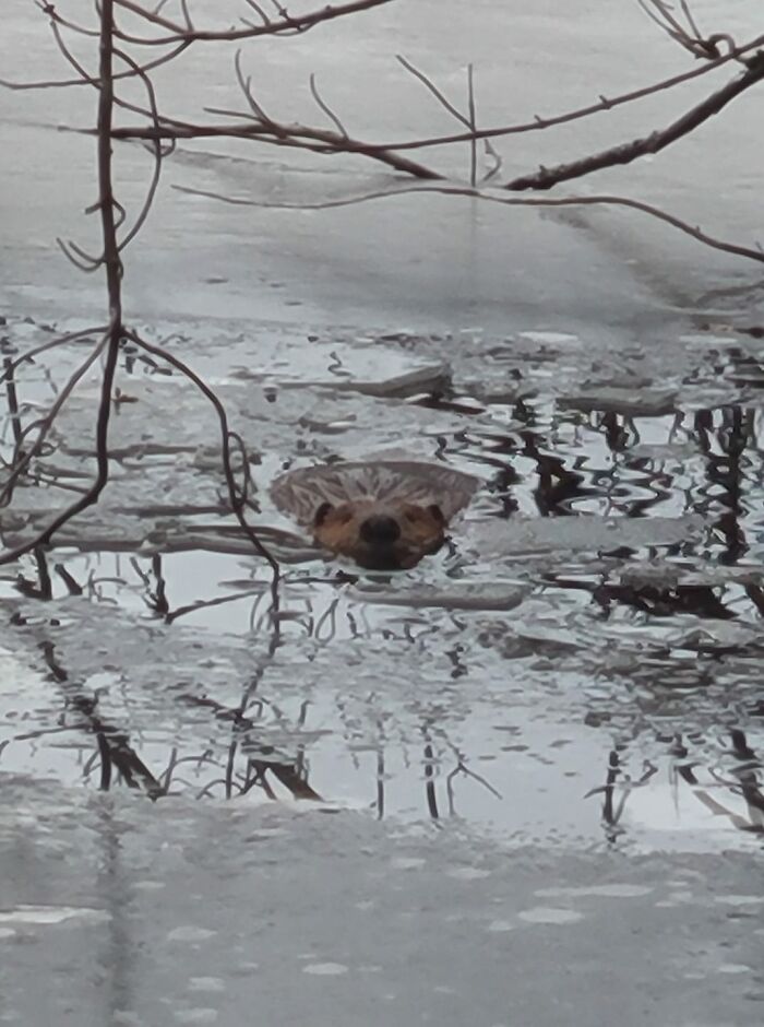 Check Out My Beaver Pic