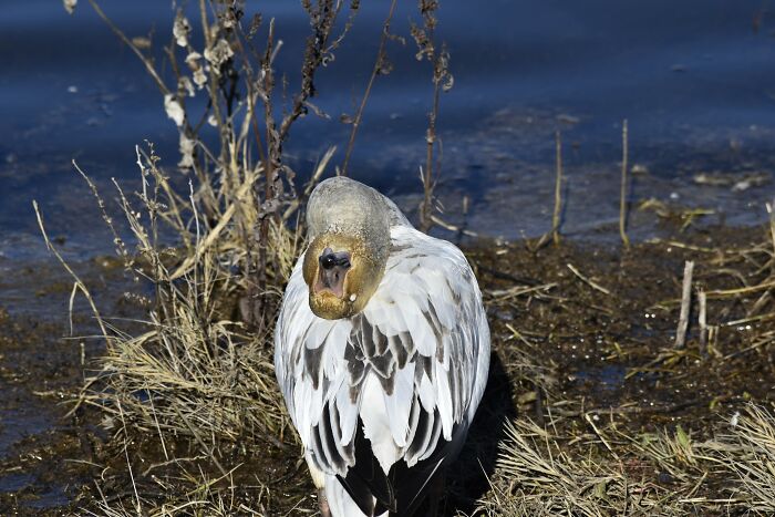 I Just Wanted A Nice Snow Goose Picture