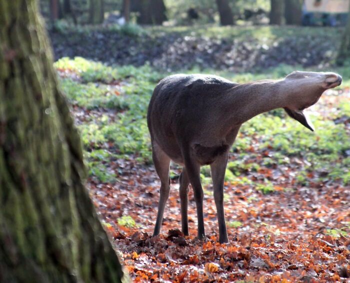 Lighting? Check. Background? Check. Wildlife? Check. Pose? Oh