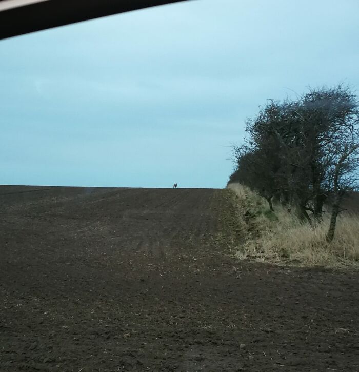 I Give To You, A Danish Wolf... We Have Very Few Wolves In Denmark, A Few Migrated Through Germany. And I Were So Lucky To Meet One, And This Is The Photo I Got