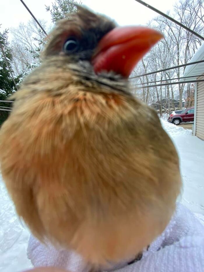 This Young Lady Kept Knocking On My Window This Morning Saying She Was Being Chased By An American Kestrel