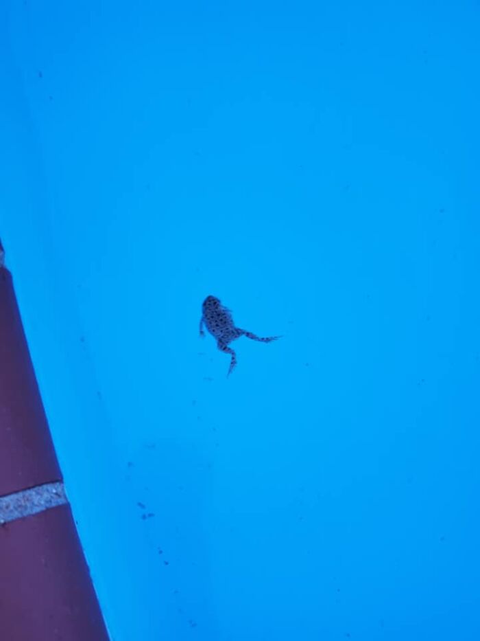 This Is The Pacifist Toad That Lives In Our Back Yard. Nearly Every Morning Last Summer He Greeted Me When I Opened Up The Skimmer To See If There Was Anything To Remove. It Was Him. He Was Always There To Remove