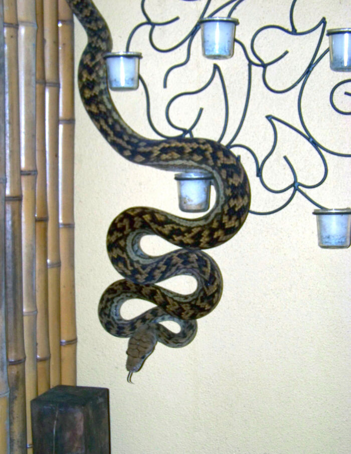 The Camouflage Is So Good You Might Not See It Straight Away