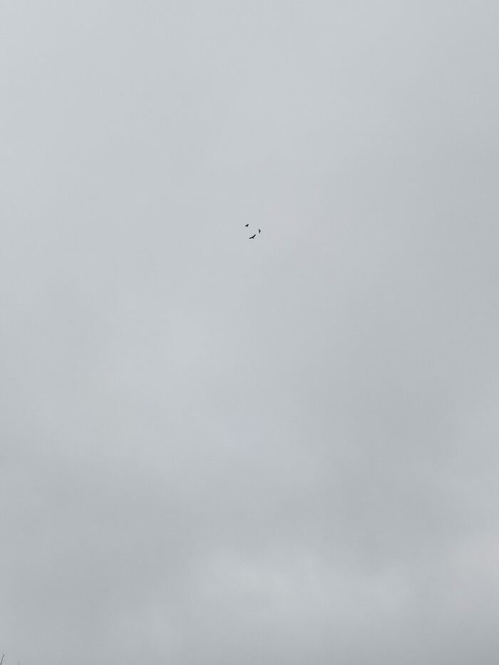 Managed To Catch An Aerial Battle Between A Buzzard And Two Crows On Our Walk Today! Had To Zoom Right In To Capture The Intensity Of It All