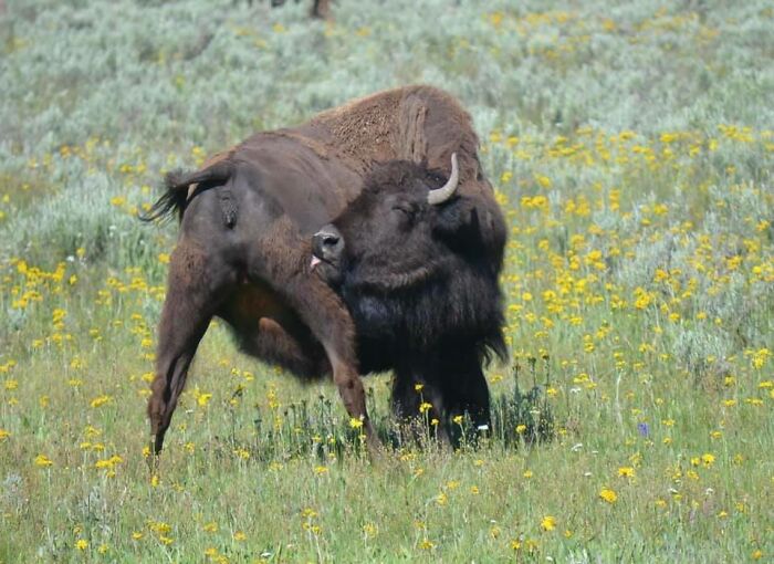 If You Look Into Her Eye It Gets Weirder