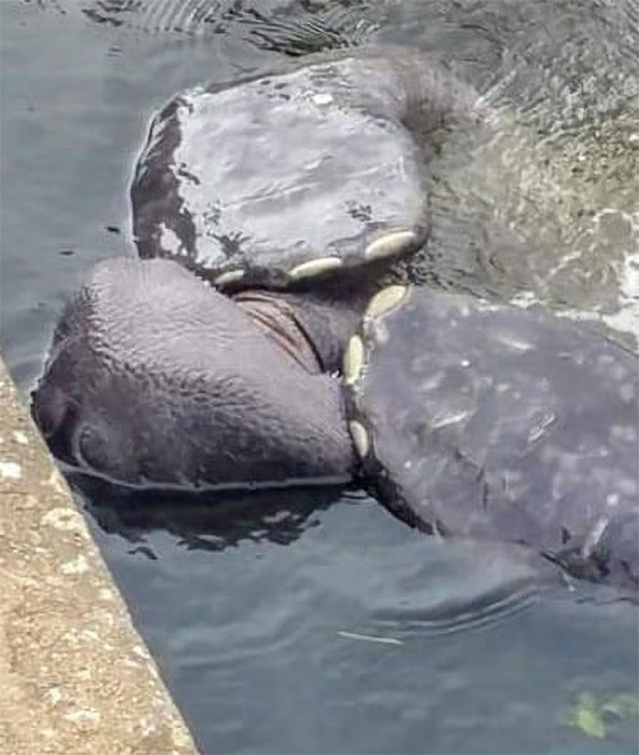 Manatee Resting In Our Local Marina