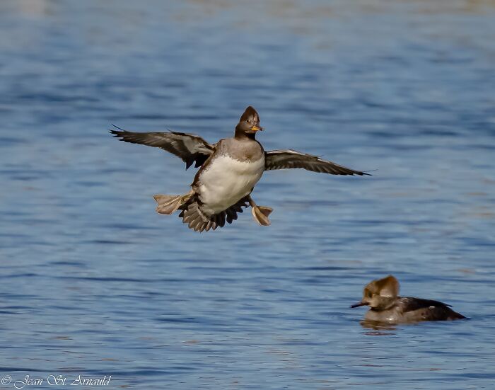 The Graceful Water Ballet Of A Duck Is Awe Inspiring