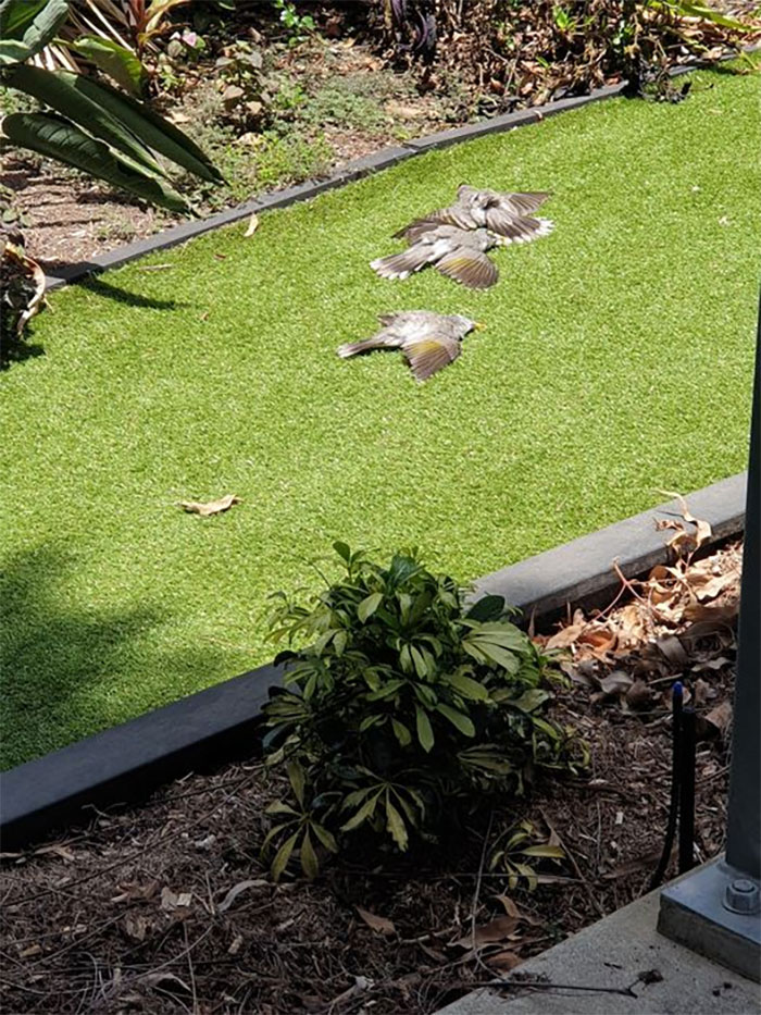 Not Dead, Just Sunning