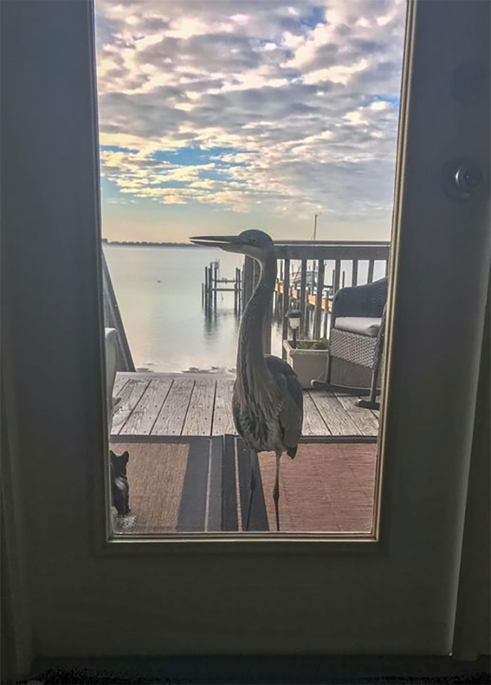 This Is Not My Dog Waiting The Door