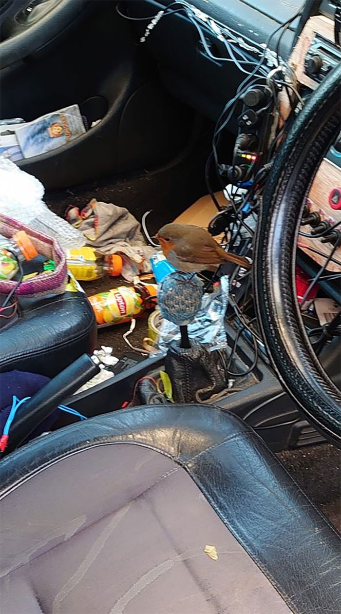 Let's Play Find The Robin